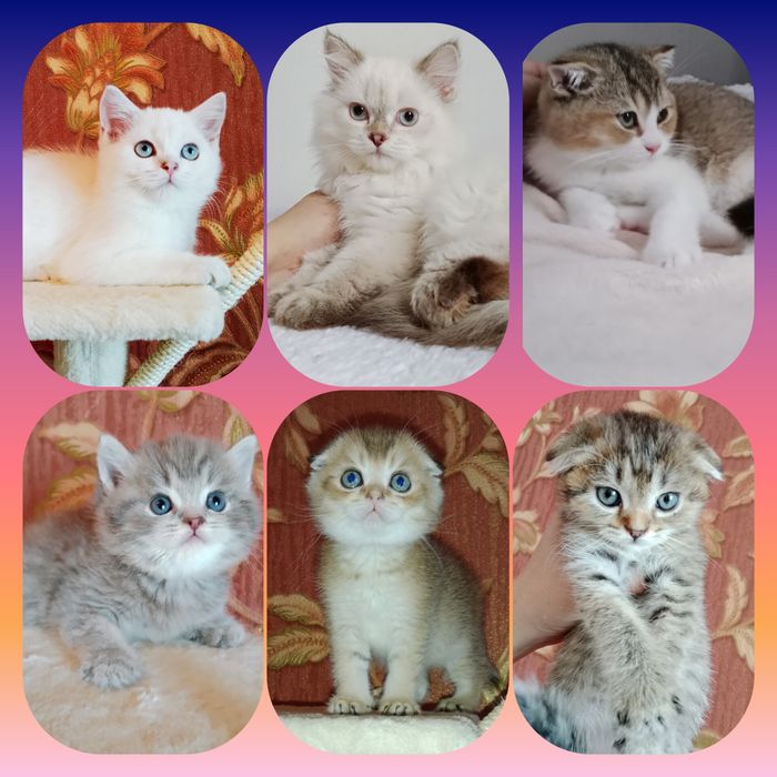 Котята  Шотланские мальчики и девочки