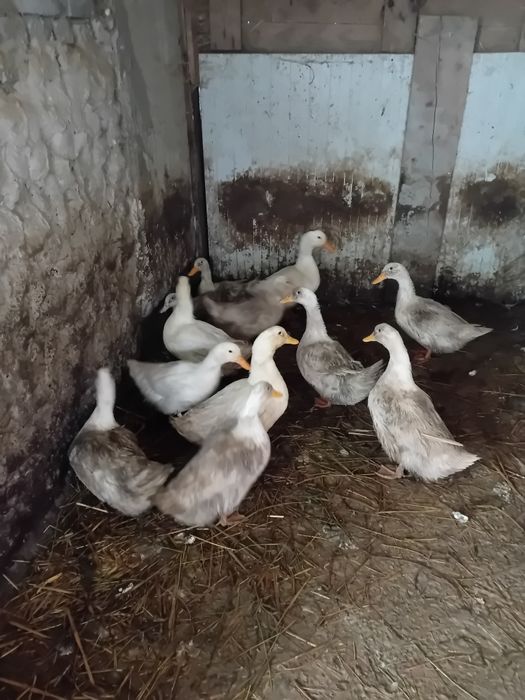 Rate pekin.  ..     .