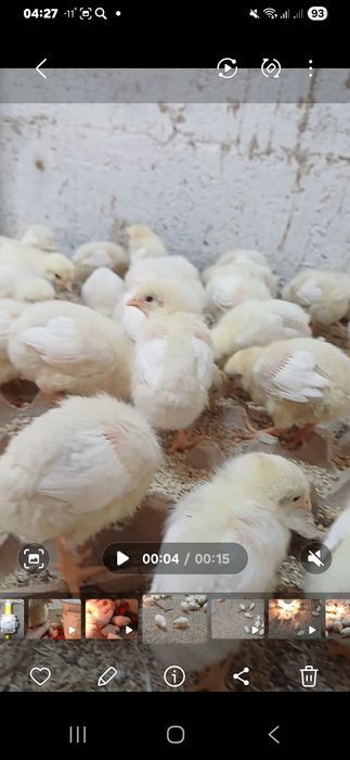 Цыплята броилер 10 днеи