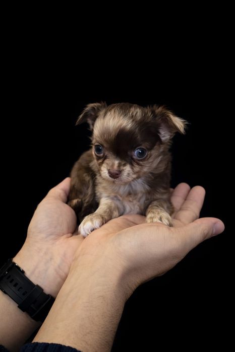 Красивые малыши Чихуахуа