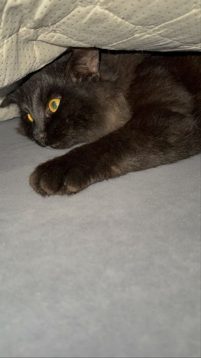 Пропал чёрный пушистый кот (Алга, Актобе)