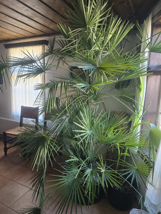 Продавам голяма палма