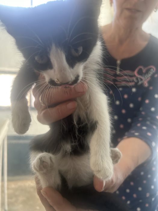 Котята, разных полов