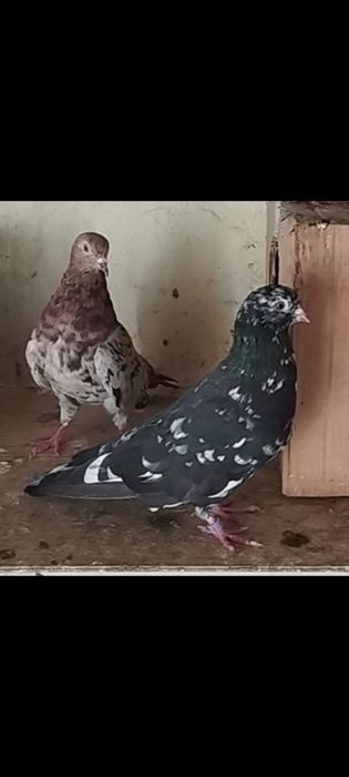 На продажу голуби бакинские