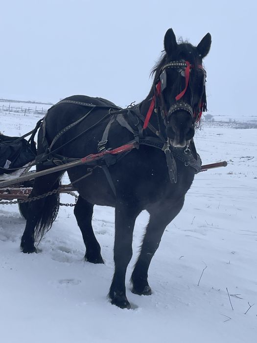 Iapa linia fitero cu ștant 7 ani