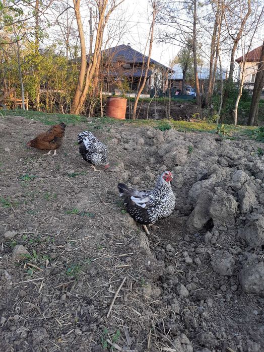 Vand oua pentru incubat Wyandote si Brahma