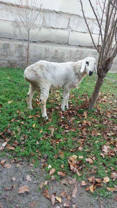 Ок кучкор сотилади