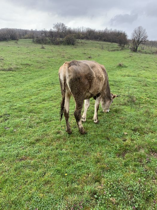Продавам мъжки скопени ярета и юница!