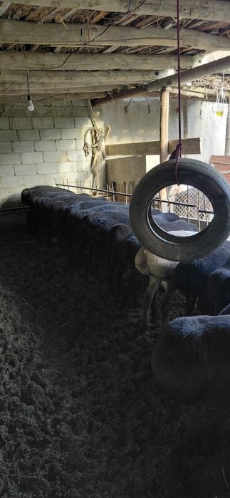 Toza Hisori Qo'zi Qo'chqorlar sotiladi.