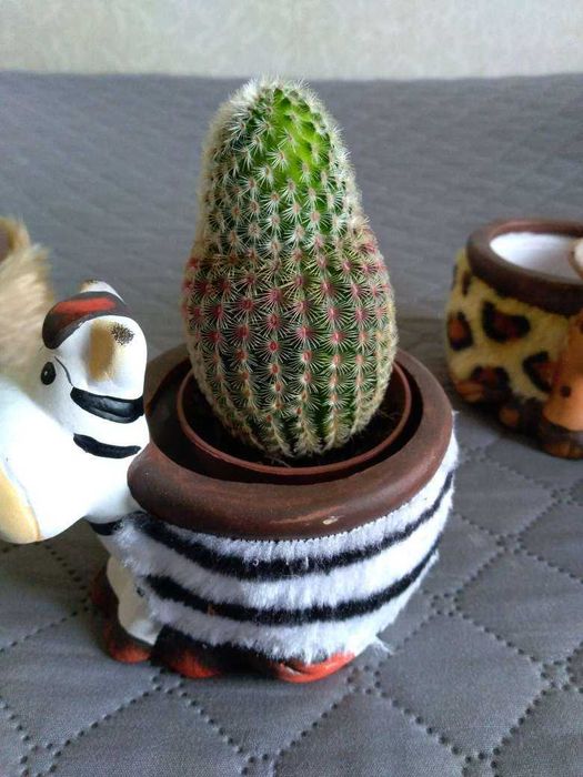 Кактус - кактус -