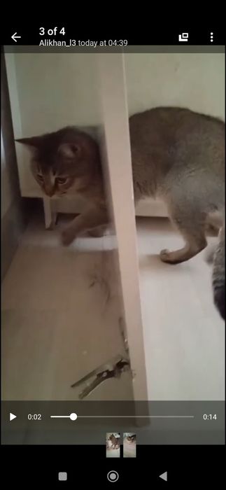 Britaniyskiy shinshila sotiladi zotli mushuk