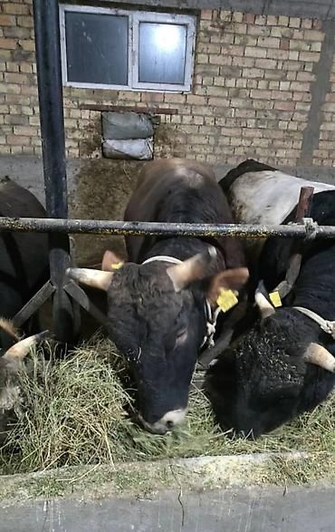 Продаются Коровы.