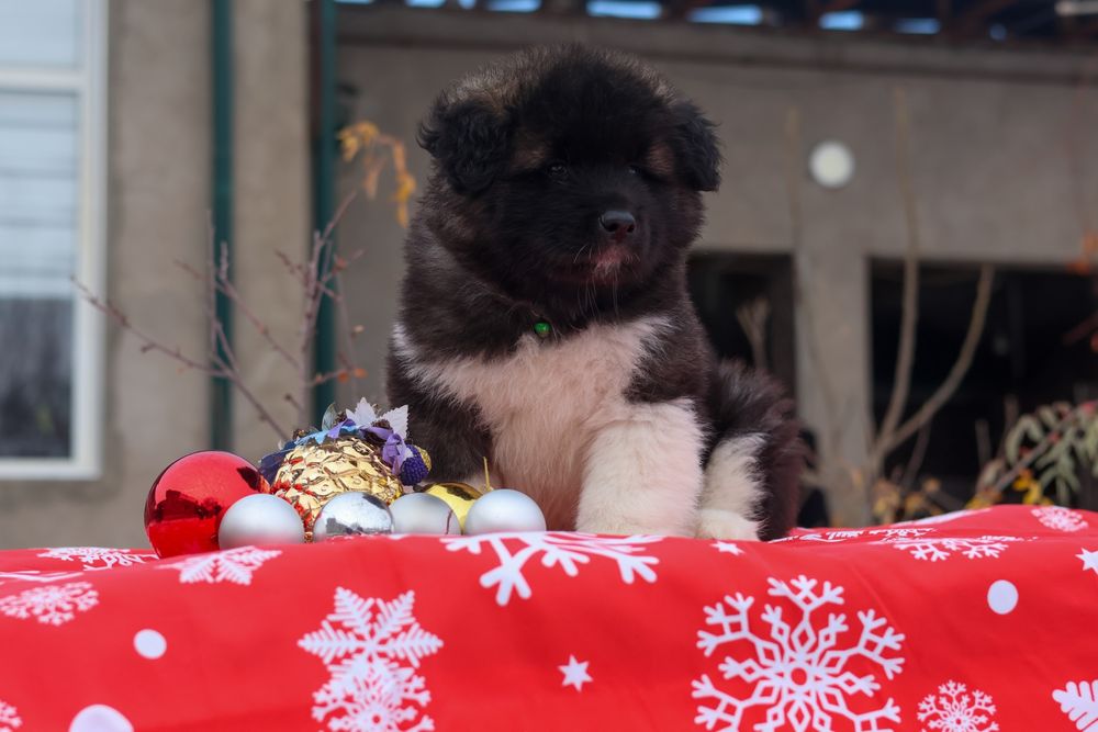 Щенки Американской Акиты