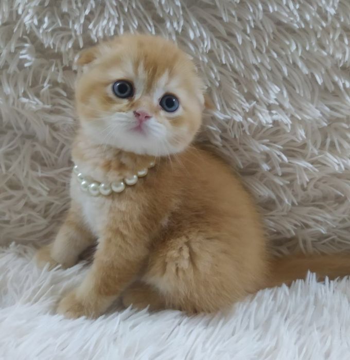 Котята от правильной вязки