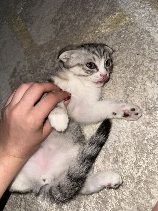 Шотландский вислоухий мальчик