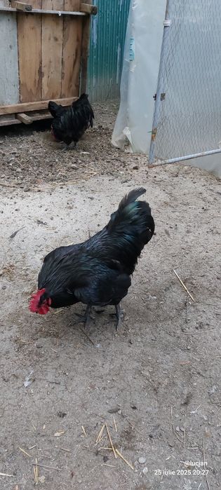 Vand familie australorp 2+1