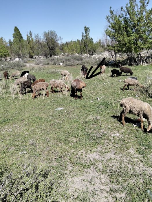 Қошқар 2,5 года.