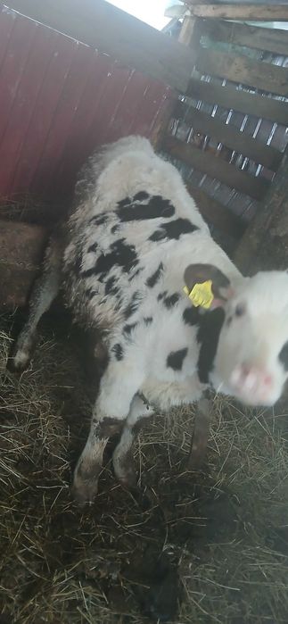 Vând vițel de 4 luni