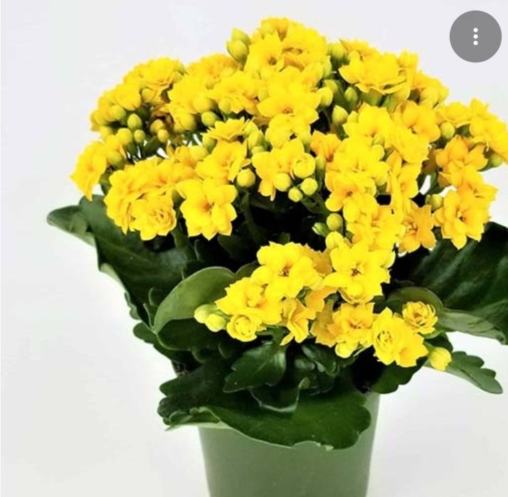 Продам Каланхоэ цвет жёлтый