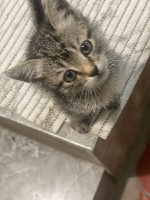Котёночек в добрые руки! Девочка