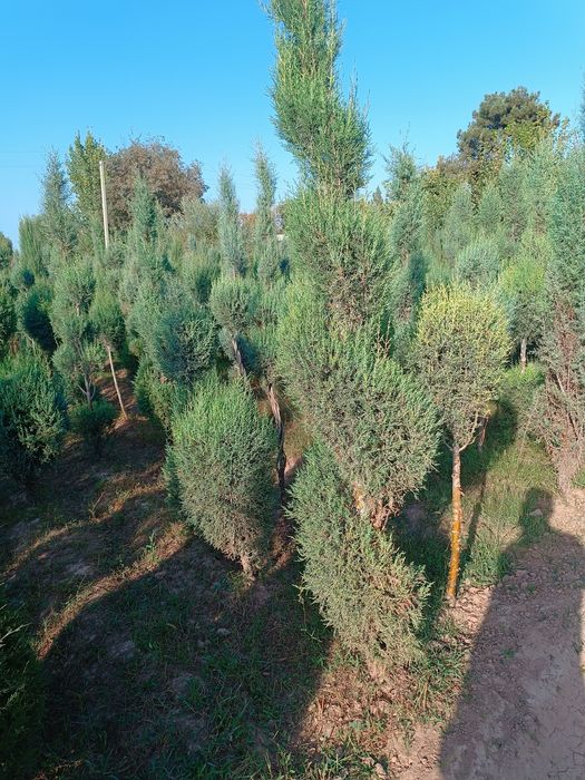 Archa marjavenik galboy gepars spiral marjavenik pramoy optim narxda s