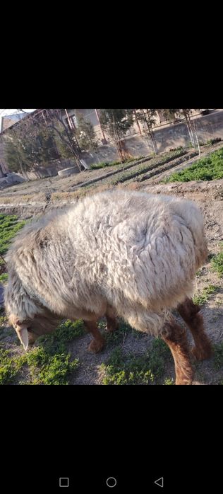 Арашан насилдор Кучкор