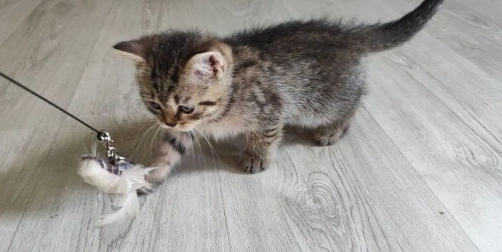 Британские котята 1.5 мес мпльчики и девочки
