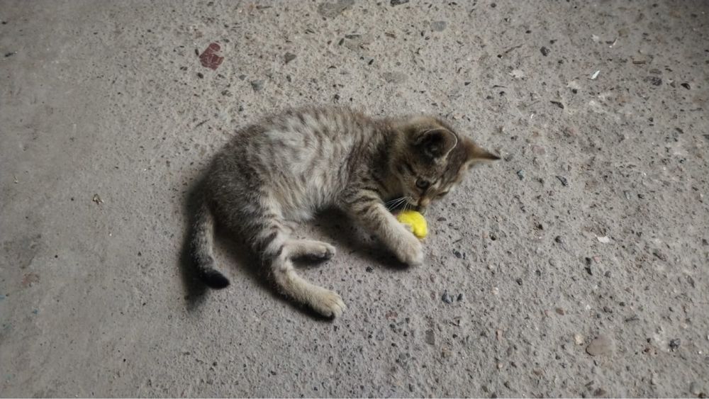 Дарю маленького котенка