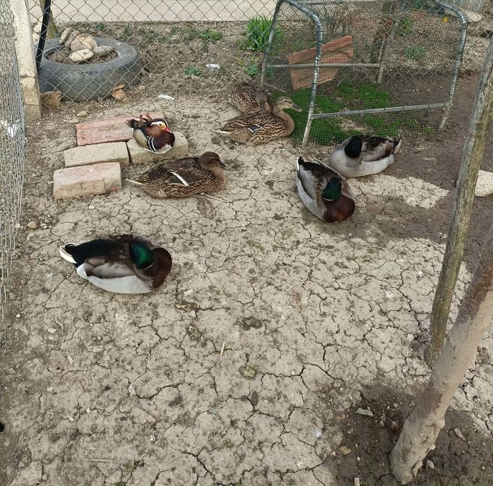 Vand rate salbatice si ratoi