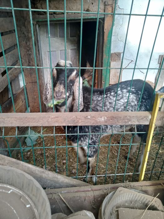 Козел на покрытие или продам.