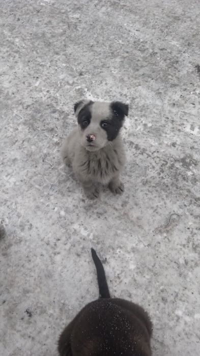 Отдам достойному хозяину