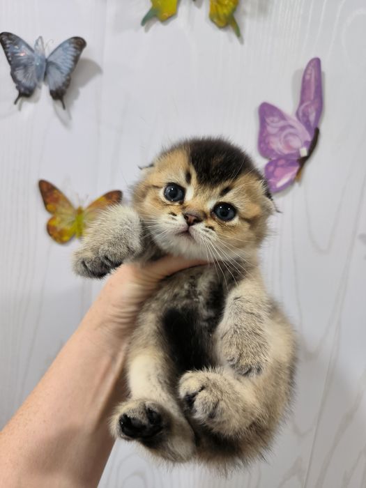 Продаётся котёнок