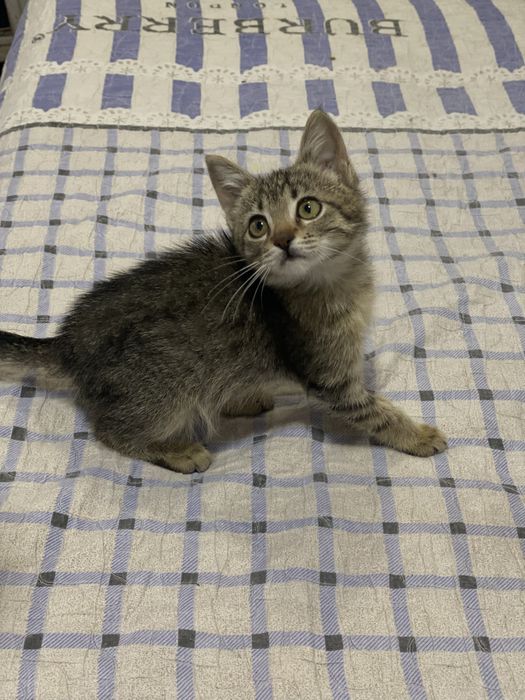 Hadiya. Отдам в добрые руки