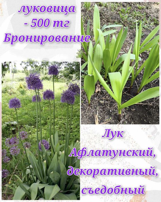 Цветочки и саженцы