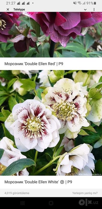 морозники сортовые махровые серииДабл эллен