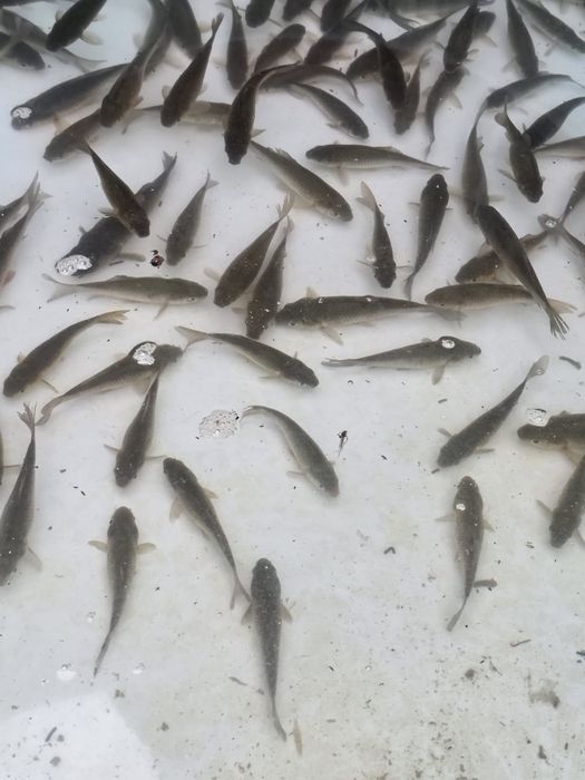 Pestisori vii caras