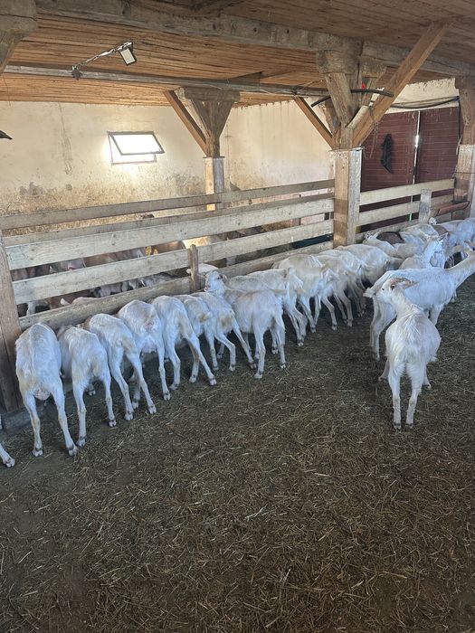 Vind capre de lapte saanen si alpine