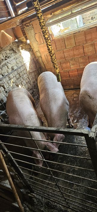 Големи кастрирани прасета