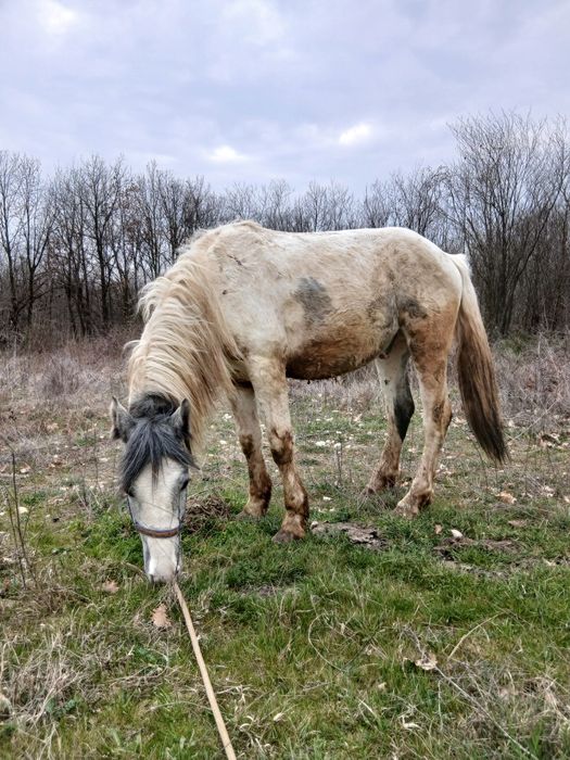 Manz pinto de 2 ani bland