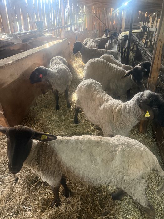 De vanzare Oi suffolk