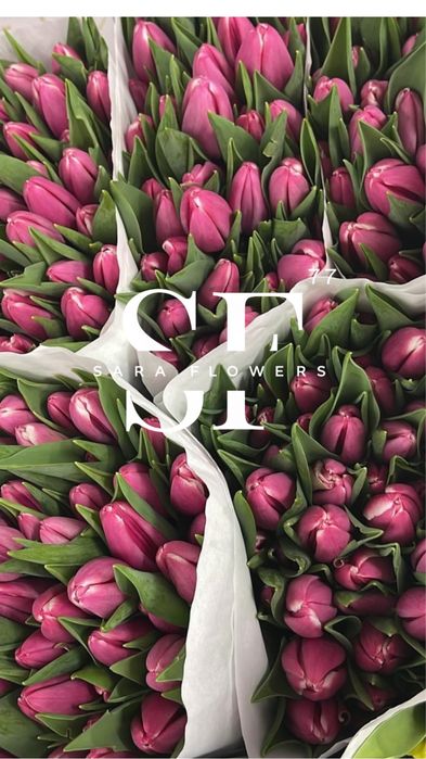 Оптовая продажа тюльпанов