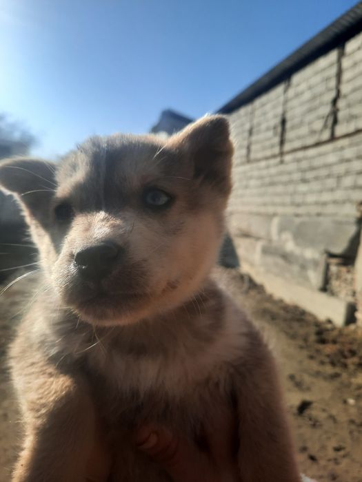 Zotdor xaski it bolalari sotiladi