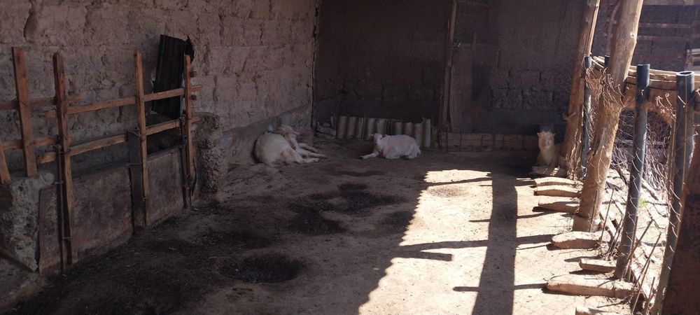 Ешкі теке лағымен сатылады