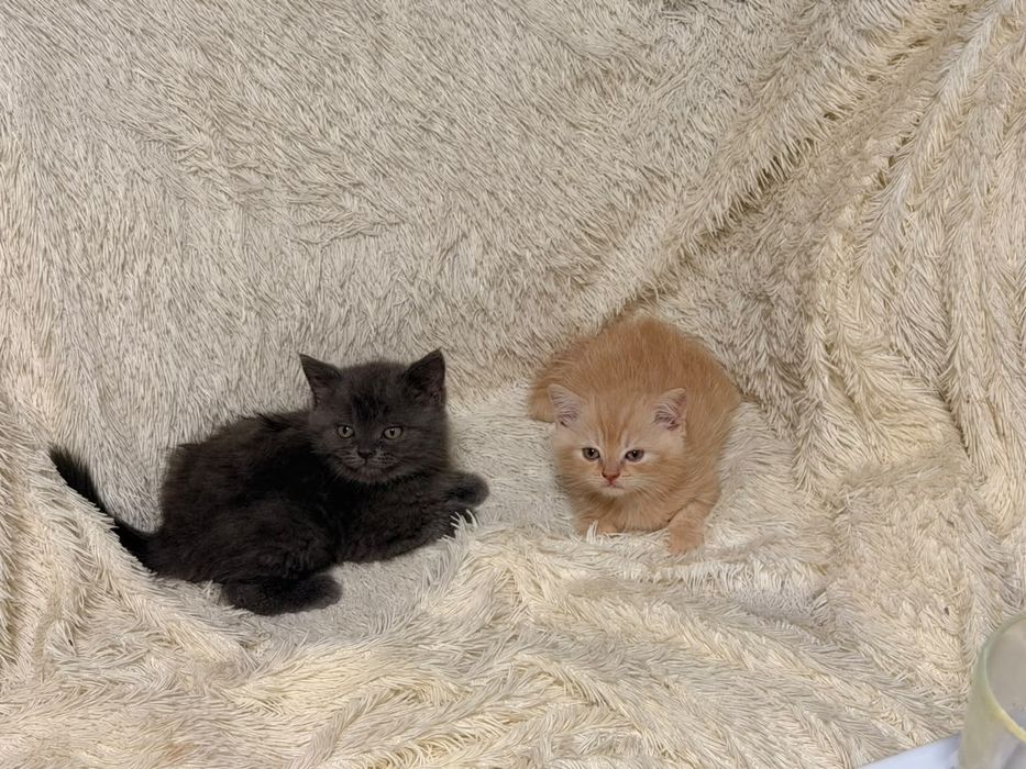 Британские котята 2 мальчика