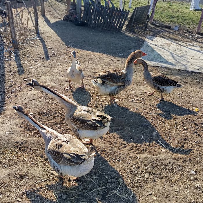 Vând gâște și ouă pentru incubat