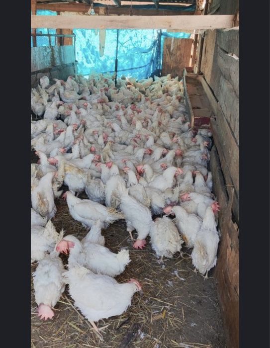 Куры несушки декабл уайт