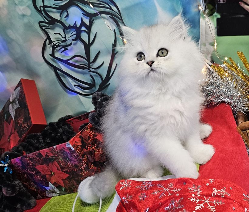 Британски дългокосмести котенца