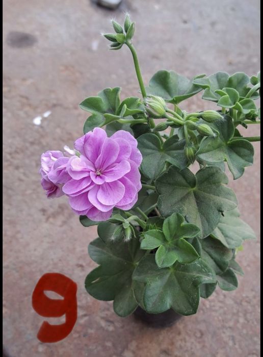 Сакъзче / каскадни мушката – висящи цветя балкон розов червен бял сакъз