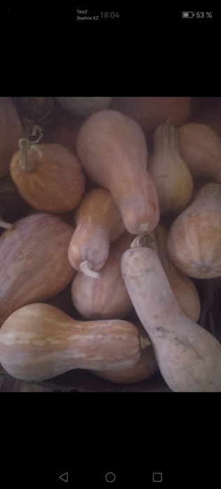 Продам тыкву домашнюю оптом и в розницу