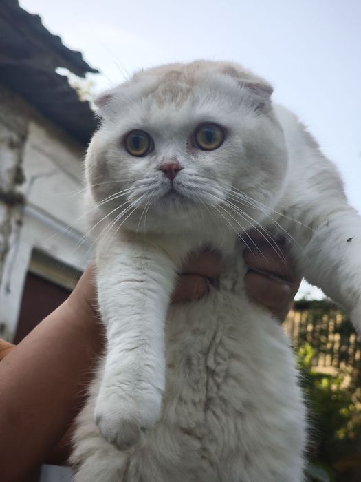 Шикарный скоттиш фолд для вязки